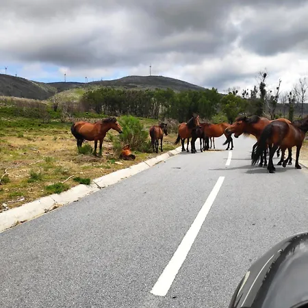 Appartement Canastro Do Carvalho *