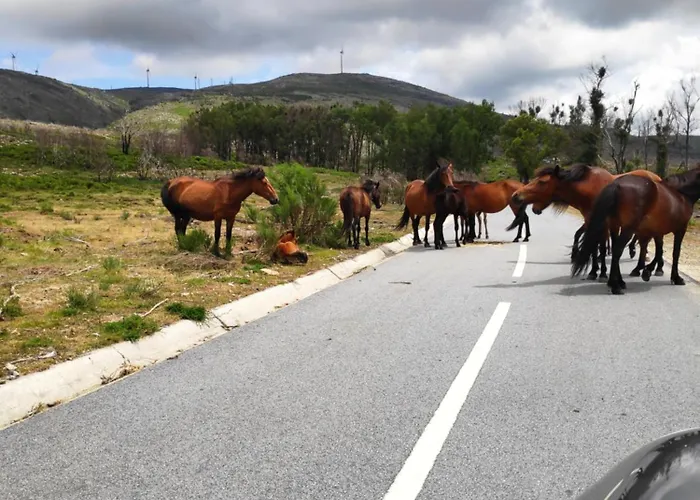 公寓 Canastro Do Carvalho *